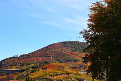 Scenic view of trees and buildings  in mountain against blue sky