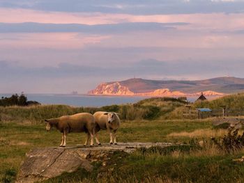 Sheep standing on landscape against sky