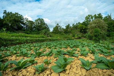 Plants and leaves on field against sky