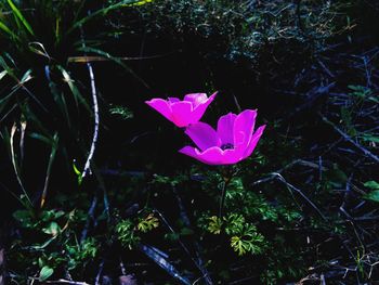 Close-up of pink flowers