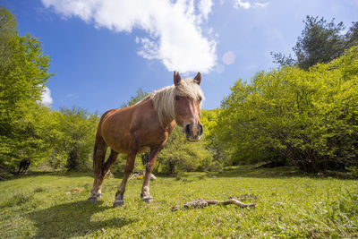 Sunny day shot of a beautiful brown horse on a green meadow in the forest up close