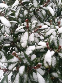 Close-up of frozen tree