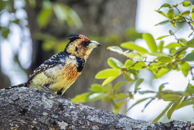 Close-up of a bird perching on branch