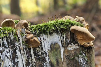 Close-up of mushrooms growing on tree trunk