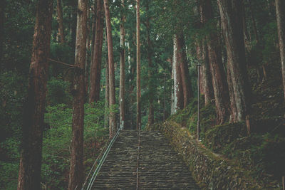 Footpath amidst trees in forest