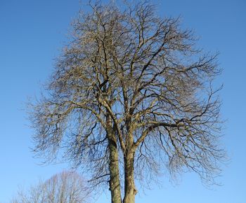 Low angle view of bare tree against clear blue sky
