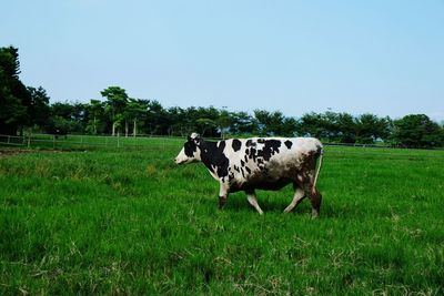 Cows on field against clear sky