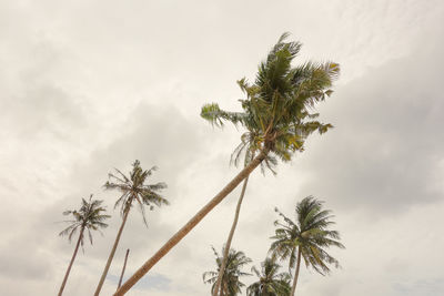 Palm tree against sky