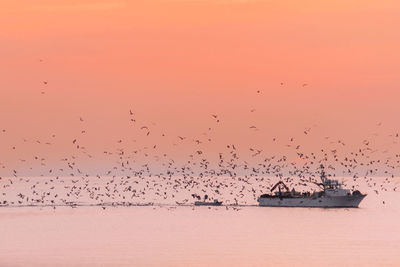 Silhouette of birds flying against sky at sunset