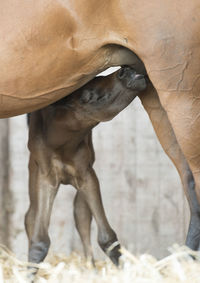 Close-up of young horse