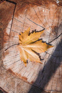 High angle view of maple leaves on wooden table