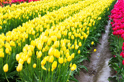 Close-up of yellow tulip flowers