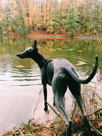 View of dog standing on lake