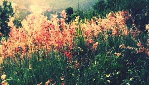 Plants growing on field