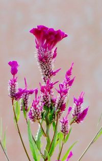 Close-up of purple thistle flowers