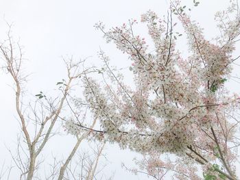 Low angle view of flower tree against clear sky