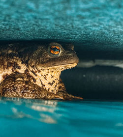 Close-up of a turtle