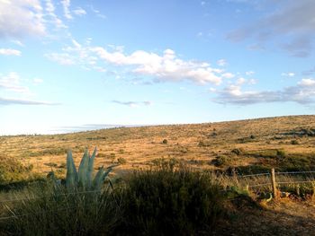 Scenic view of field against sky