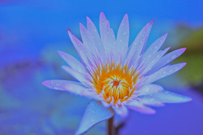 Close-up of purple flower