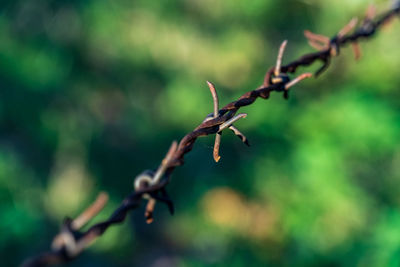 Close-up of barbed wire