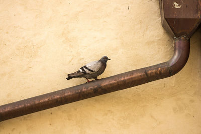 Close-up of bird perching