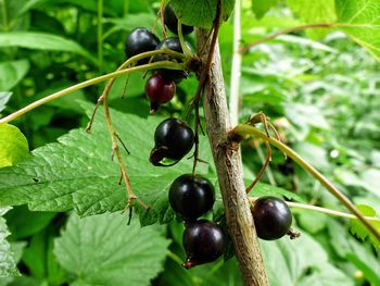 Close-up of berries growing on tree