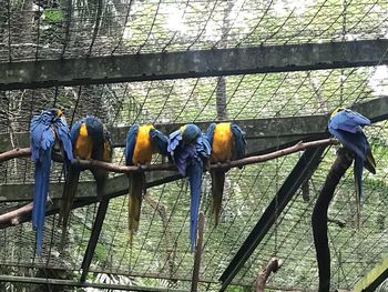 View of birds perching on railing