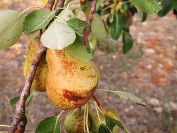 Close-up of fruit growing on tree