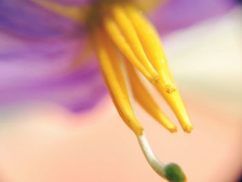 Close-up of yellow flower