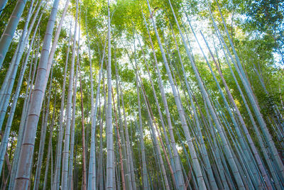 Low angle view of bamboo trees