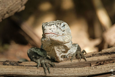 Close-up of lizard