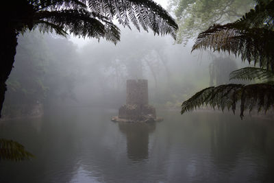 View of trees at waterfront during foggy weather