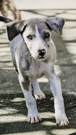 Portrait of dog standing outdoors