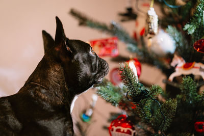 Black french bulldog dog in a christmas tree