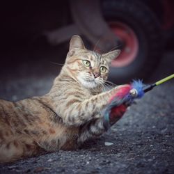 Portrait of cat sitting on street