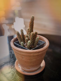 High angle view of potted plants on table