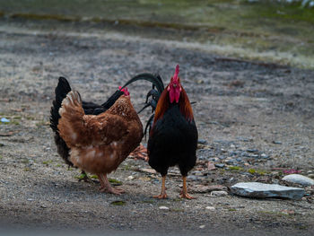 Close-up of rooster