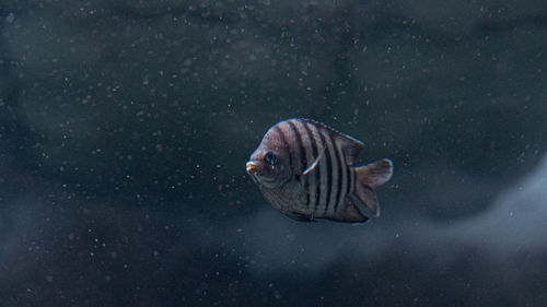 Close-up of fish swimming in sea