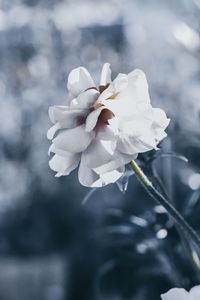 Close-up of white cherry blossom