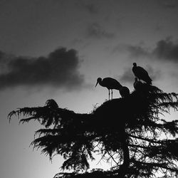 Low angle view of birds in sky