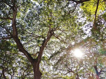 Low angle view of trees in forest against sky