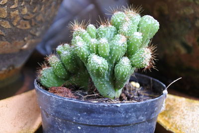 High angle view of succulent plant in pot