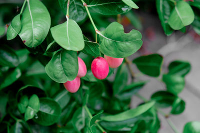 Close-up of red berries growing on plant