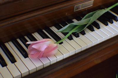 Close-up of pink flower on piano