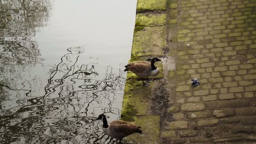 Pigeon perching on wall