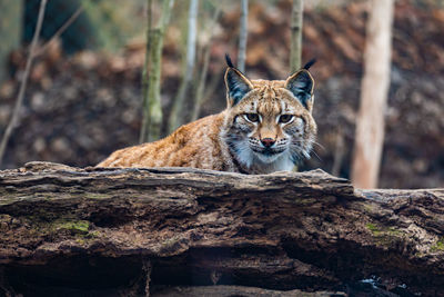 Close-up of cat