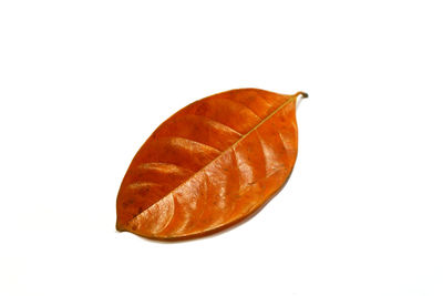 High angle view of orange on white background