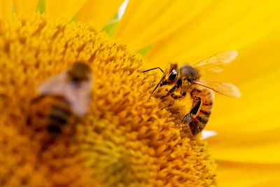 Close-up of bee pollinating on yellow flower