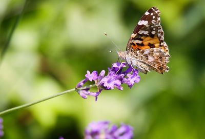 Close-up of butterfly pollinating on purple flower