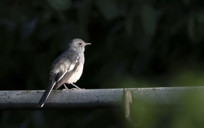 Close-up of bird perching on wood